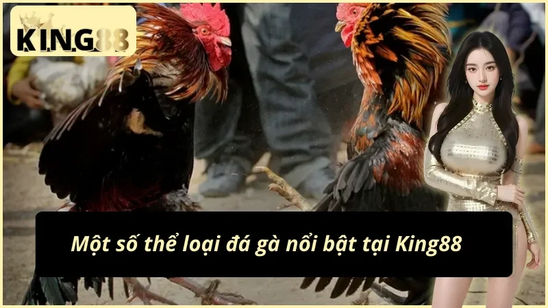 Đá Gà King88 - Nơi Gặp Gỡ Các Chiến Kê Số 1 Thị Trường 3 Các thể loại đá gà King88 hot nhất