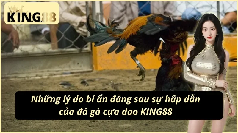 Đá Gà Cựa Dao KING88: Sân Đấu Của Đam Mê Và Chiến Thuật 2 Đá gà cựa dao KING88 với những lý do bí ẩn