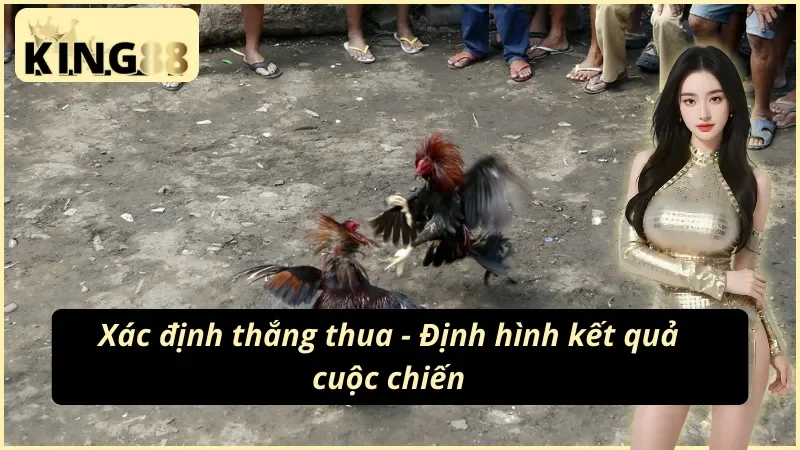 Đá Gà Cựa Dao KING88: Sân Đấu Của Đam Mê Và Chiến Thuật 5 Định hình kết quả cuộc chiến cùng đá gà cựa dao KING88