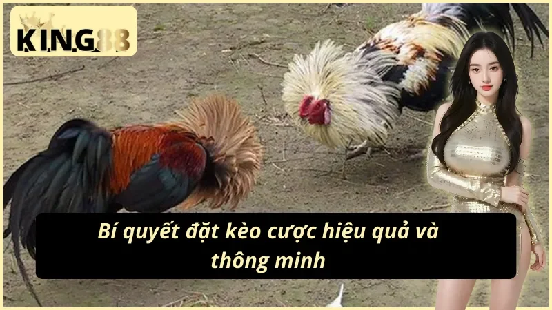 Đá Gà Cựa Dao KING88: Sân Đấu Của Đam Mê Và Chiến Thuật 6 Bí quyết đặt kèo cùng các bậc thầy đá gà cựa dao KING88