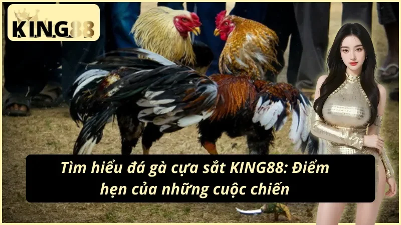 Đá Gà Cựa Sắt KING88 - Cuộc Chiến Đỉnh Cao Của Các Chiến Kê 2 Đá gà cựa sắt KING88 - Điểm hẹn dành cho cược thủ