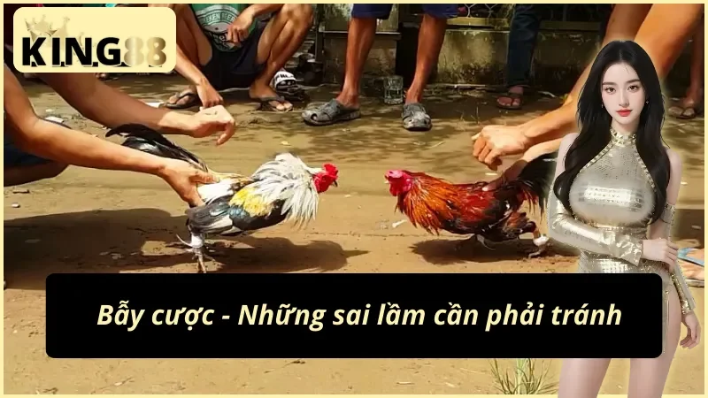 Đá Gà Cựa Sắt KING88 - Cuộc Chiến Đỉnh Cao Của Các Chiến Kê 7 Tổng hợp những bẫy cược cùng đá gà cựa sắt KING88