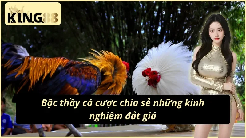 Đá Gà Philippines KING88: Đấu Trường Của Những Chiến Kê 7 Bậc thầy cá cược đá gà Philippines KING88 chia sẻ bí quyết