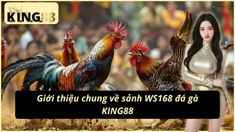 WS168 Đá Gà KING88 - Nơi Cung Cấp Nhiều Trận Đá Gà Hấp Dẫn 2 Giới thiệu sơ lược về sảnh WS168 đá gà KING88