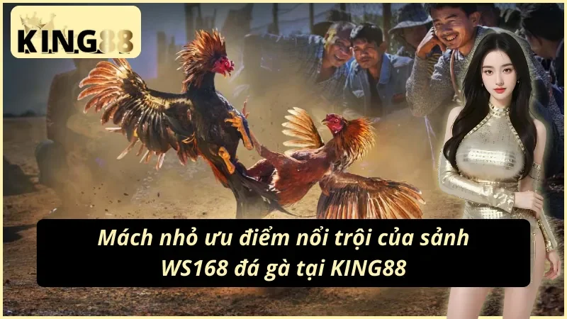 WS168 Đá Gà KING88 - Nơi Cung Cấp Nhiều Trận Đá Gà Hấp Dẫn 3 Mách nhỏ ưu điểm của sảnh WS168 đá gà KING88