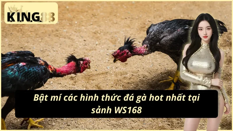 WS168 Đá Gà KING88 - Nơi Cung Cấp Nhiều Trận Đá Gà Hấp Dẫn 4 Bật mí hình thức giải trí hot nhất tại WS168 đá gà KING88