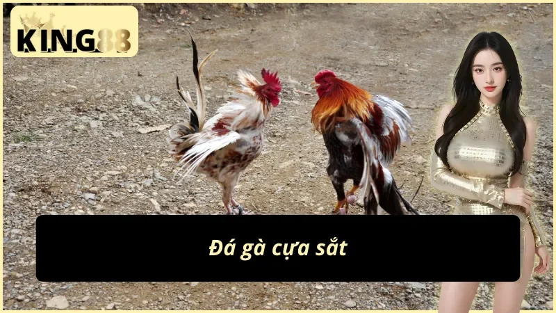 WS168 Đá Gà KING88 - Nơi Cung Cấp Nhiều Trận Đá Gà Hấp Dẫn 5 Đá gà cựa sắt siêu hot tại WS168 đá gà KING88
