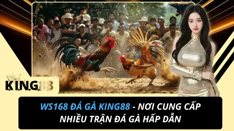 WS168 Đá Gà KING88 - Nơi Cung Cấp Nhiều Trận Đá Gà Hấp Dẫn 3 WS168 Đá Gà